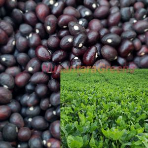 Benih Asli Kacang Bogor Paket 90 biji