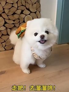 Pet Backpack Leash Cat Puppy Strap Dog Vest-Style Chest Harness Outing Walking Leash Outdoor Training Camping Hiking