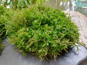 🔥ใบกะเพราป่าเมืองกาญจน์ พันธุ์แท้!🔥  🌿 กลิ่นหอมแรง! เผ็ดร้อน! อร่อยถึงใจ! 🌿