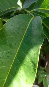 Lá vối tươi - trà lá vối giúp giảm cân giảm mỡ