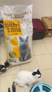 20kg Nutricare Best Care All Stages Adult Kitten Cat Cats Dry Food Pet All Breeds Joint Support