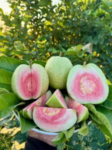 ฝรั่งไส้แดงเพชรภูธร No.2 (เสียบยอดสายพันธุ์แท้)