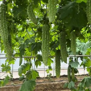 AMPALAYA LONG SEEDS( 10 Seeds ) - Long Green Variety / Bitter Gourd