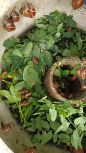 หอยทาก (Snails) 6 ตัว ขนาดใหญ่ตามภาพ  89 บาท  ฟรีค่าจัดส่ง เจ้าของสวนขายเอง SN607