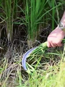 [selected]60/80cm Weeding Grass Clearing Sickle With Long Handle Gardening/Landscaping Hand Sickle With Grip