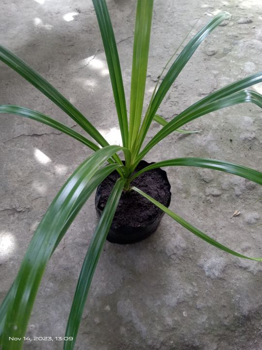 Pandan Lalaki plant Lazada PH