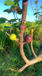 Bibit Buah Tin