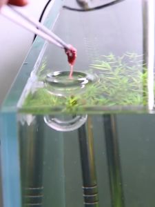 กรวยให้อาหารปลา ถ้วยใส่อาหารปลา พร้อมลูกยางยึดข้างตู้ กรวยใส่หนอนแดง ถ้วยหนอนแดง ไรทะเล ไส้เดือนน้ำ ที่ให้อาหารปลา