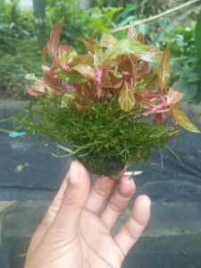 Alnathera rosanervig ples mos weving tanaman aquascape
