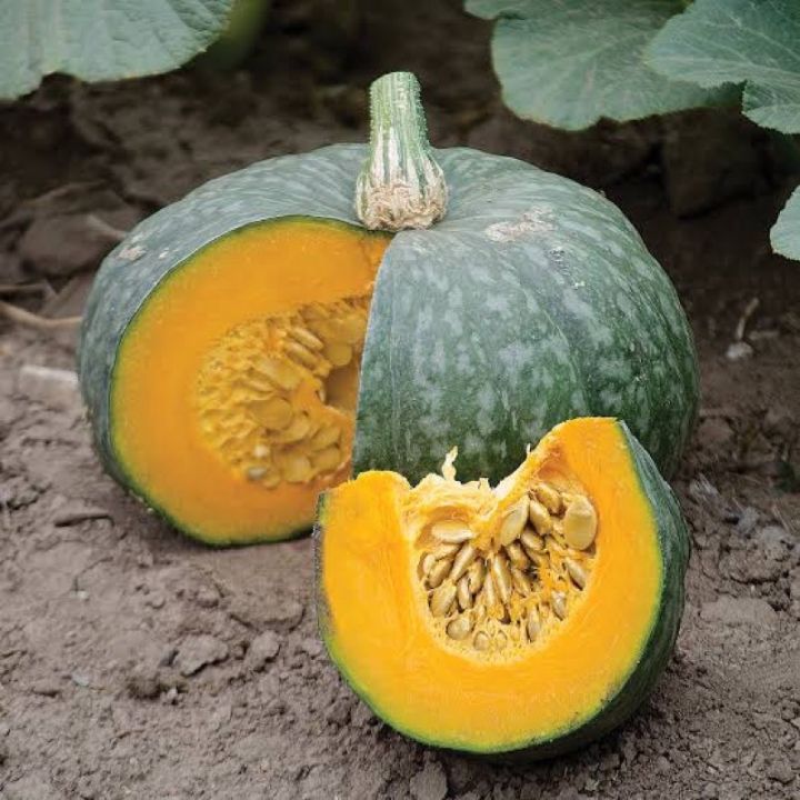 เมล็ดพันธุ์ฟักทองญี่ปุ่น เปลือกเขียว เนื้อส้ม 5 เมล็ด