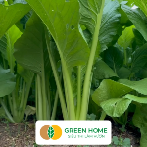 Hạt Giống Rau Cải Ngọt Greenhome Gói 20g~6000 hạt Dễ Trồng Quanh Năm Nảy Mầm Cao Thu Hoạch Nhanh Năng Suất Cao R03