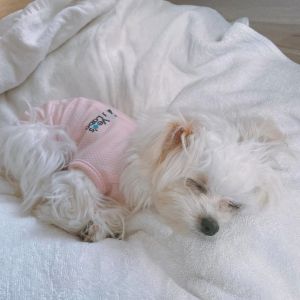 Dog clothing - Vets Wear: Post-Surgery and Protective Skin-tight Suit for Dogs (Elizabeth Collar Alternative)