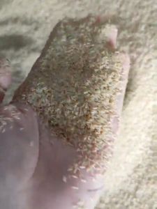 Telur Jangkrik Alam Sliring Kemasan 750gr Telur Jangkrik Alam Kualitas Super
