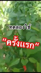 กำจัดไวรัสเพลี้ยไฟ ไรแดง 1000 cc - ป้องกันและแก้ไขปัญหาการไวรัสที่มาจากแมลงปากดูด *เพลี้ยไฟไรแดงหรือแมงหวี่ขาว* - อาการใบหงิกงอ, ยอดไม่เดิน, ผลผลิตบิดเบี้ยว, ผิวผลผลิตลายเป็นขี้กาก