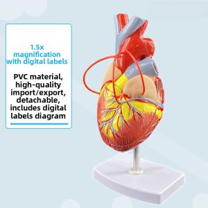 Life-Size Heart Anatomical Model Teaching Aid Ultrasonic Imaging Dissectable Enhanced Educational Toy for Ages 14 And up