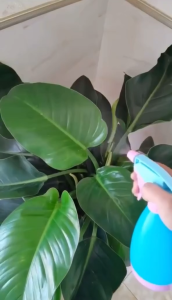 Klik-Beli Botol Semprot Spray Multifungsi 500ml Semprotan Siram Tanaman Bahan Plastik