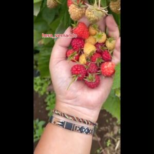 Bibit Raspberry Merah super cepat berbuah