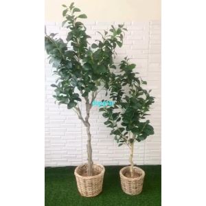 Tanaman Hias Pohon Artificial Kacang T130 & T170 Latex Cover Pot Rotan Bulat Dekorasi Kantor Aesthetic