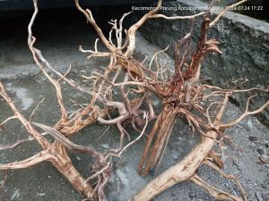 akar rasamala size XL aquarium aquascape