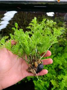 water spirit/pakis air tanaman aquascape
