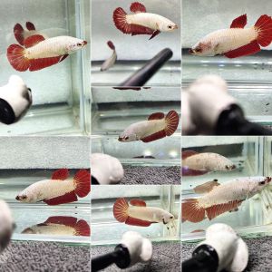 ปลากัดเรดดราก้อน มังกรแดง(เพศเมีย) | !ส่งฟรีมีปลายทาง | ลับแลปลากัด