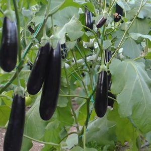 TALONG SEED`S HYBRID (LONG PURPLE EGGPLANT)