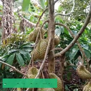 Bibit Durian Kaki 3 Premium dengan Variasi Jenis Unggul