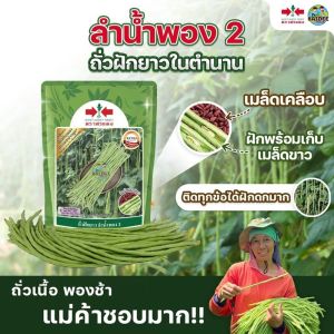er ถั่วฝักยาว ลำน้ำพอง2 สมบูรณ์ 500 กรัม เมล็ดถั่วฝักยาว สมบูรณ์ ลำน้ำพอง2 ถั่วฝักยาว