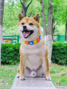 ที่คาดคอหมาลายริบบิ้นสีสันสดใสพร้อมดอกไม้ Adorable Dog Collar เหมาะสำหรับเล็กและกลาง สายรัดคอแบบท่อตรง อุปกรณ์เดินทางสำหรับสุนัข