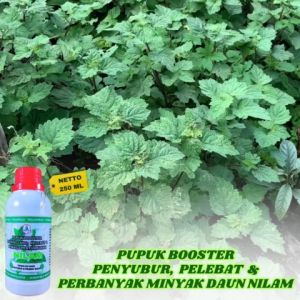 Obat Peningkat Kandungan Minyak Nilam Pupuk Menaikan Minyak Nilam Obat Penyubur Nilam Pupuk Nilam