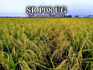 BIBIT PADI BENIH UNGGUL SR P08 UG KEMASAN 1 Kg