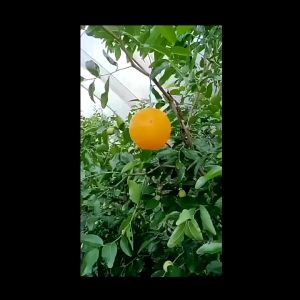MLADEN Super Sticky Hanging Trap Ball Fruit Flies Insect Catcher | Bola Perangkap Serangga Lalat Buah Melekit 果蝇害虫诱捕球
