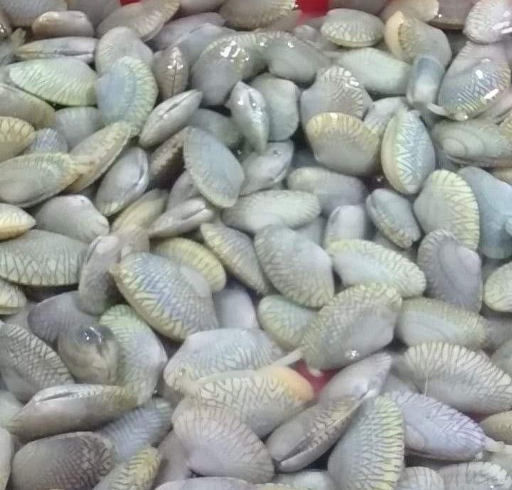 Nylon Shell Lazada PH