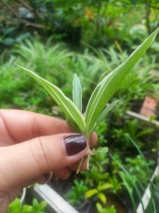 Cây Cỏ Lan Chi Mua 10c Tặng 1c (cây nhên)