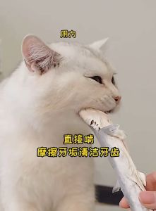 Pet Care Stores 🐾 เครื่องประดับแวร์พาส พร้อมเครื่องสำอางและเครื่องประดับแวร์ที่รองรับสุนัข 4 ชนิด 2 ชนิด 3 ชนิด 3 ชนิด 3 ชนิด 5 ชนิด ถุงเฉลี่ย 45 กรัม