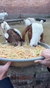 Máy băm thức ăn Đầu vào lớn chứa nhiều nguyên liệu. Lưỡi dao siêu bền xay nhuyễn mọi loại thức ăn