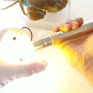 Đèn soi đá quy 3 màu đèn soi cua soi tiền giả BK Trắng Vàng Tím kèm sạc pin  tặng đá ruby thô