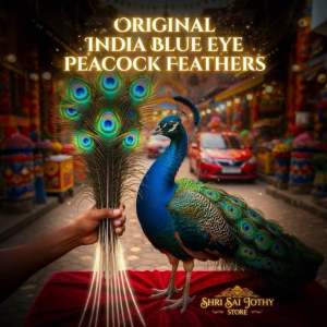 Peacock Feather Malaysia Natural Long 140-150CM 🦚 | Bulu Merak Asli India | Mayil Iragu | Pooja Feng Shui Hiasan Rumah
