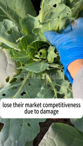 Rice Insecticide Knockdown Fast Cypermethrin Insecticide 500ml Botanical Insecticide Spray Vegetable Insecticide Systemic Insecticide No Residue