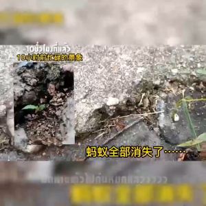 แท้💯 กำจัดมด ยาฆ่ามด 蚂蚁药 10ถุง เหยื่อกำจัดมด เหยื่อมด ฆ่ามด อาหารกำจัดมด มดตาย ผงฆ่ามด มด ฆ่ามด Ant Bait