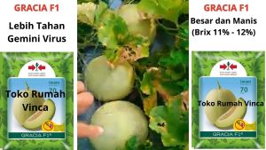 Benih Bibit Melon Madu Tahan Virus GRACIA F1 40 biji Cap Panah Merah