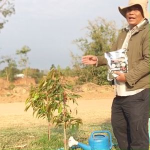 ไม้สด ปรับดิน ร่งราก เร่งยอด ช่วยดินโปร่ง ร่วนซูย และการแข็งตัว ดินดาน ดินก้นสระ รากเดินสะดวก และพืชโตไวสมบูรณ์