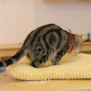 Cat Bed Dog Mat Washable Soft Warm Sleeping Pad Pet Mattress Comfortable Bedding for Pets