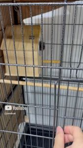 บ้านไม้เปิดหลังคาได้ เปิดที่หลังคาได้ บ้านสัตว์เลี้ยงสำหรับ กระรอก นกแก้ว นกฟินส์ ชูการ์