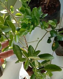 Pohon Jeruk Nipis Unggul Cepat Berbuah