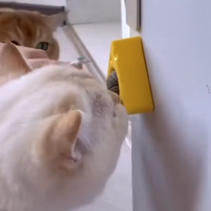 แคทนิปบอล ติดกำแพง ไม่กลิ้งหาย catnip ball กัญชาแมว บอลแคทนิป ของเล่นลูกบอลชีส บรรเทาความเบื่อหน่าย PET SAIM-B33