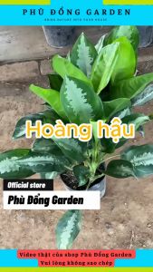 Cây Hoàng Hậu trồng nội thất trong nhà cao 50cm cực đẹp Trang trí nhà cửa Thanh lọc không khí Dễ chăm