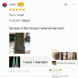 Bibit Trubuk 1 Ikat 10 Batang Fresh Murah JAMINAN UANG KEMBALI Jika Produk Mengecewakan Trubus Telur Tebu Turubuk Bibit stek Siap Tanam Termurah Sayuran Langka Tebundo Sunda Indonesia Telor Tiwu Segar Menu Sehat Endog Tebu Panen Dadakan