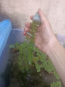 [LIVE PLANT] Hydrilla Verticillata (Pokok Rumpai Air) - Pre-Weighted Bundle (Ikatan Foam) / Guppy & Betta Fry Shelter / Natural Oxygenator