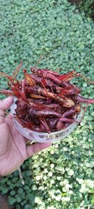 COD/BAYAR DI TEMPAT BELALANG BESAR KRISPY 120 GRAM